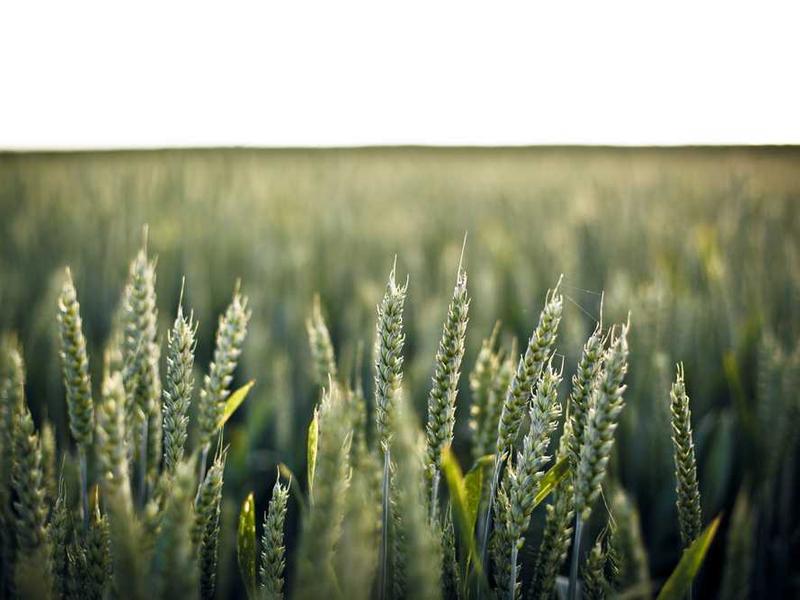 AI neural network visualization